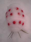 雪オーム